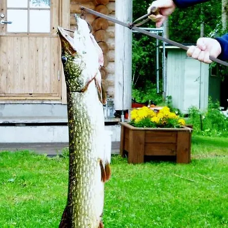Ainola * Alapitkä