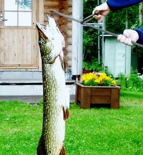 Ainola * Алапиткя